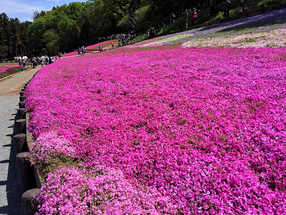 秩父・羊山公園の芝桜、少々アップ画像