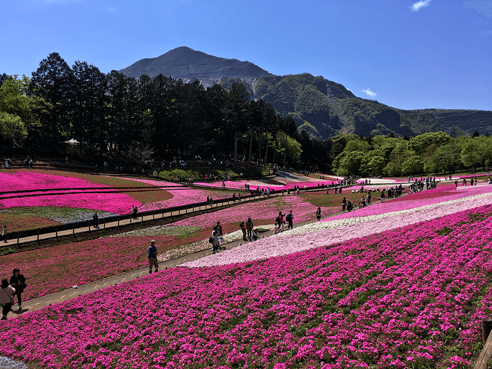 武甲山をバックにした芝桜
