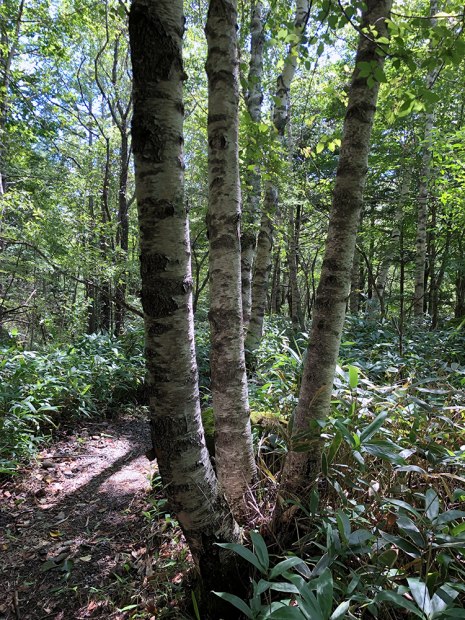 ダケカンバの林